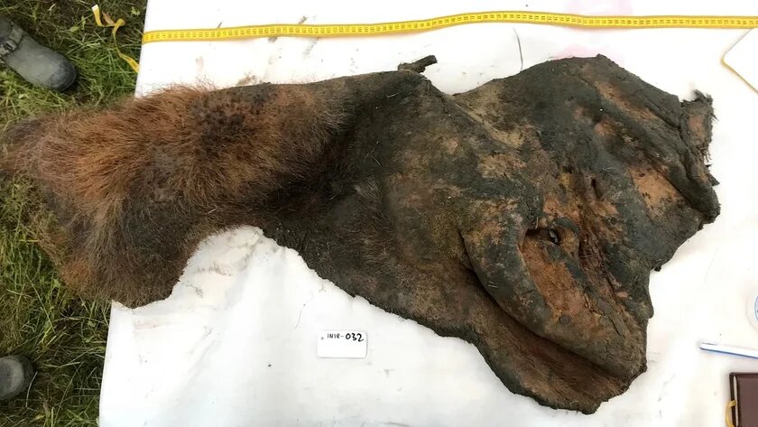 Обнаруженный образец тканей принадлежит обычному шерстистому мамонту, умершему в суровой тундре 52 тысячи лет назад.