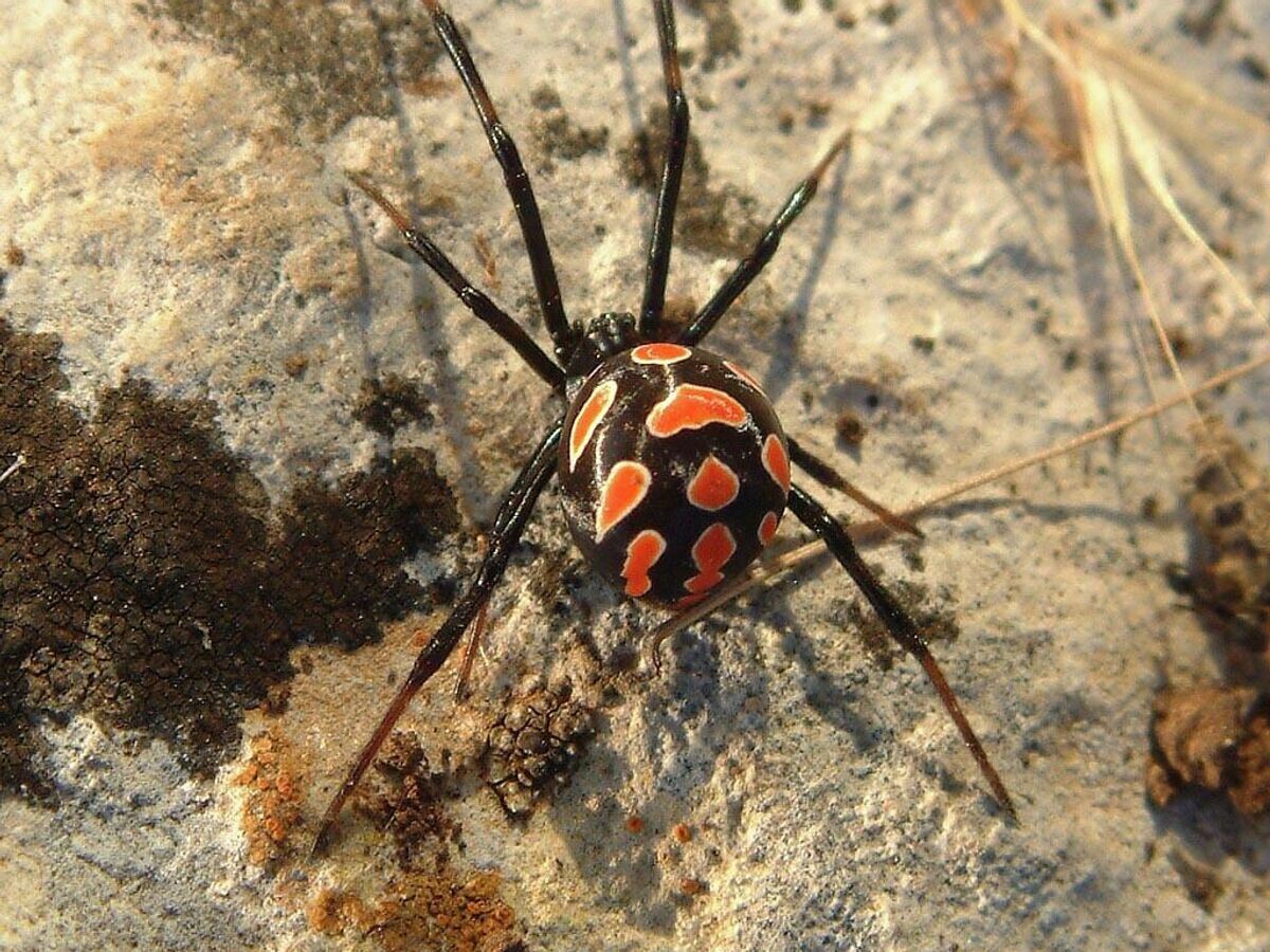    Паук-каракурт© Public domain/K. Korlevic
