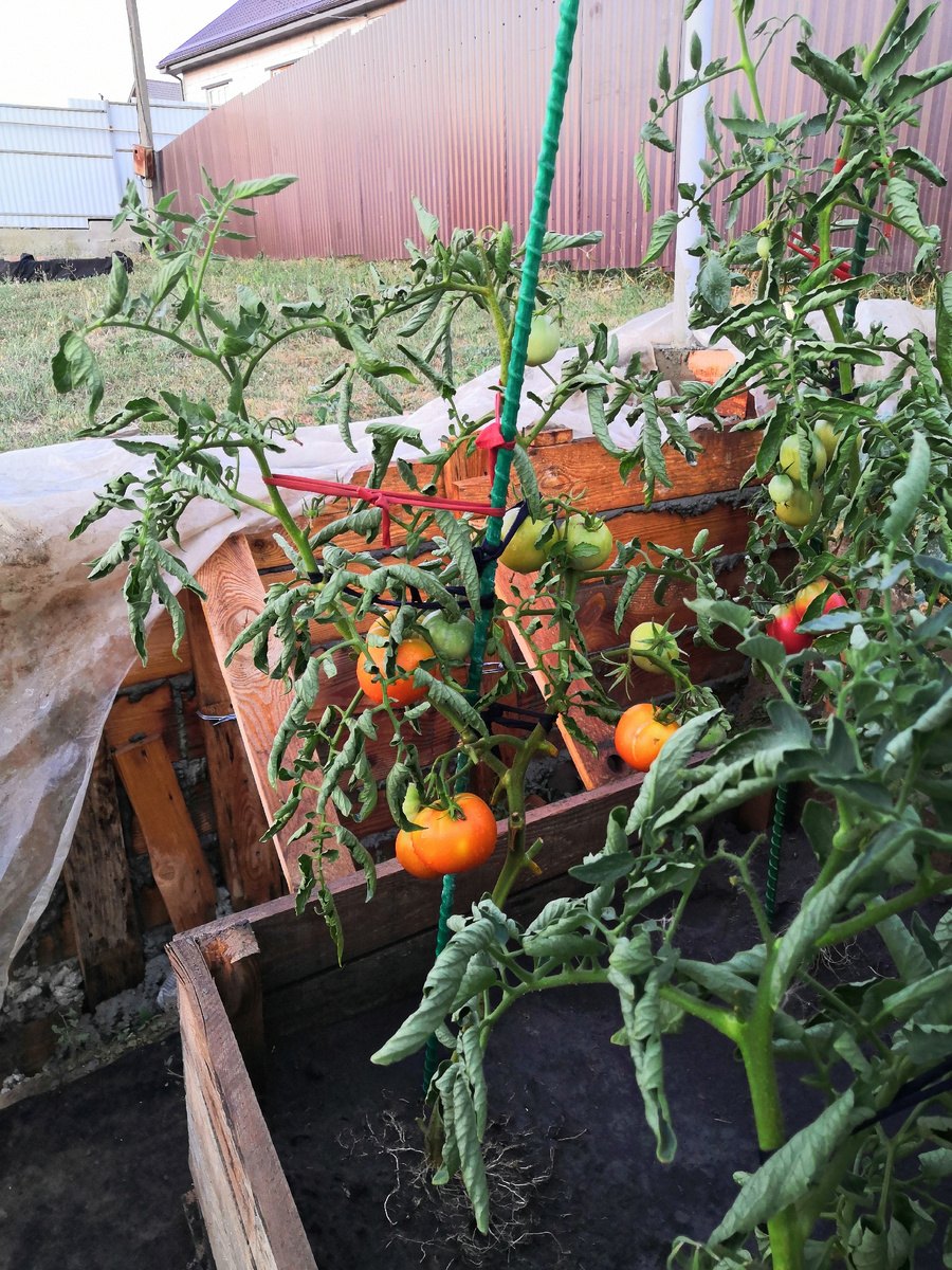 Высота куста томата Мандариновая гроздь.