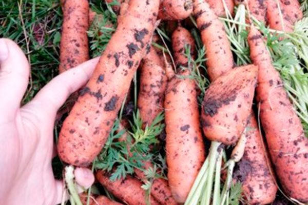 Морковь Бейби – популярный овощ среди огородников и любителей здорового питания.-2