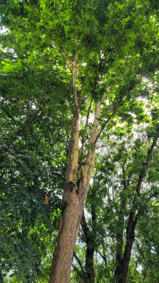 "Дерево Платан " 