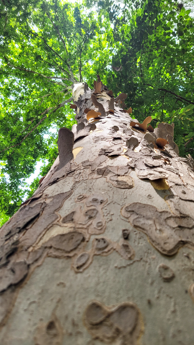 Платан может вырастать до 50 м высотой