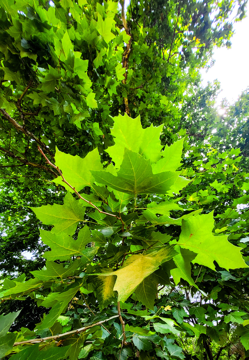 "Дерево Платан " 



