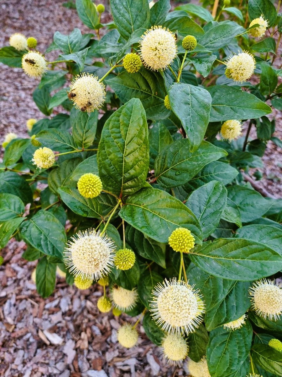 Cephalanthus occidentalis 'Fiber Optics' в моем саду. Анапа.
