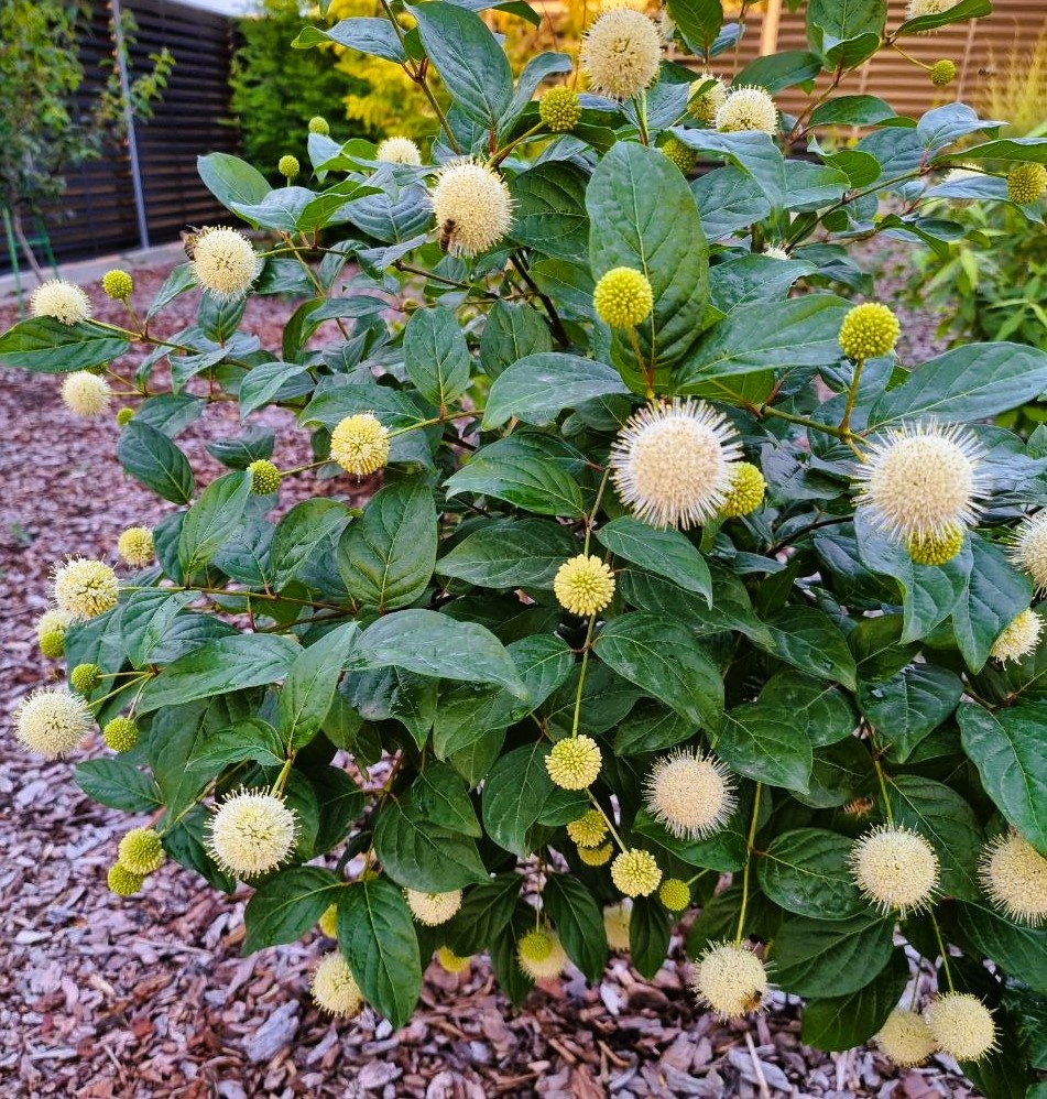 Cephalanthus occidentalis 'Fiber Optics' совсем небольшой кустик - 1.5 метра.