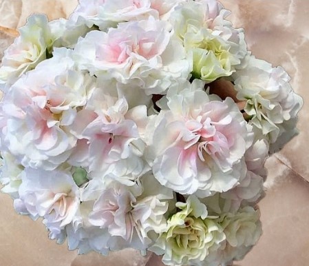 У меня нет слов, насколько хороша и нежна эта пеларгония...