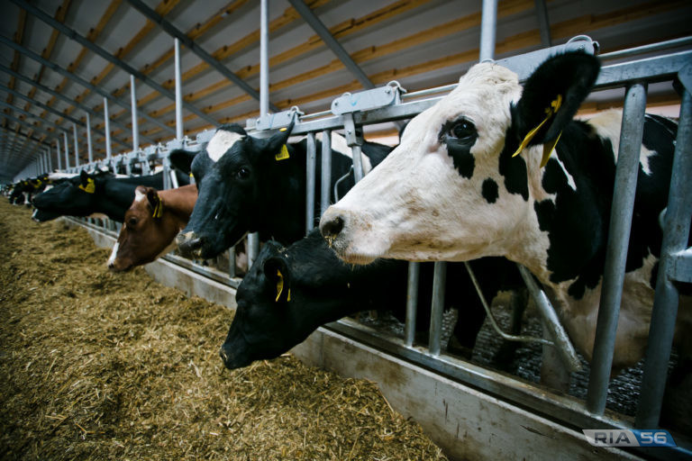    Правительство Оренбуржья поддержит личные подсобные хозяйства, занятые производством молока Андрей Севостьянов