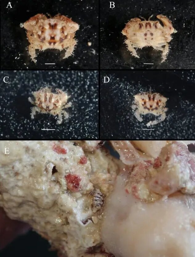 Источник: Zoosystematics and Evolution   📷