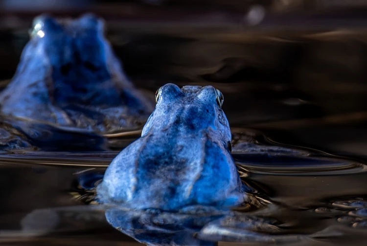 Фото: Антон Кубышкин / «Грибы и Грибники СПб»