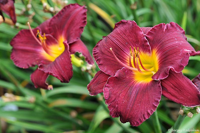 Лилейник Beyond Thunderdome