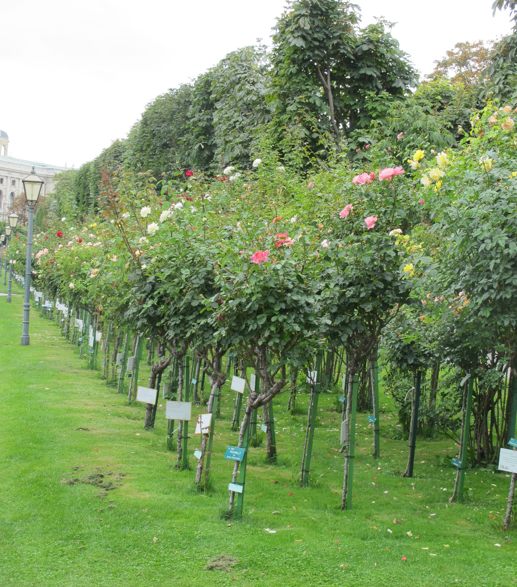 Штамбовые розы в Вене. Фотографии в тексте мои.