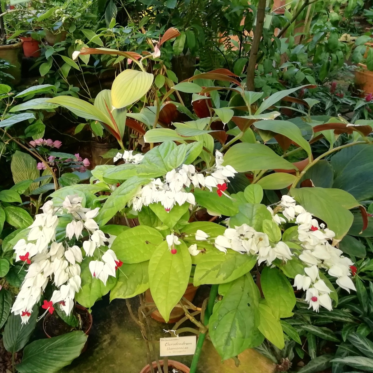 Клеродендрум Томсона (Clerodendrum thomsoniae)