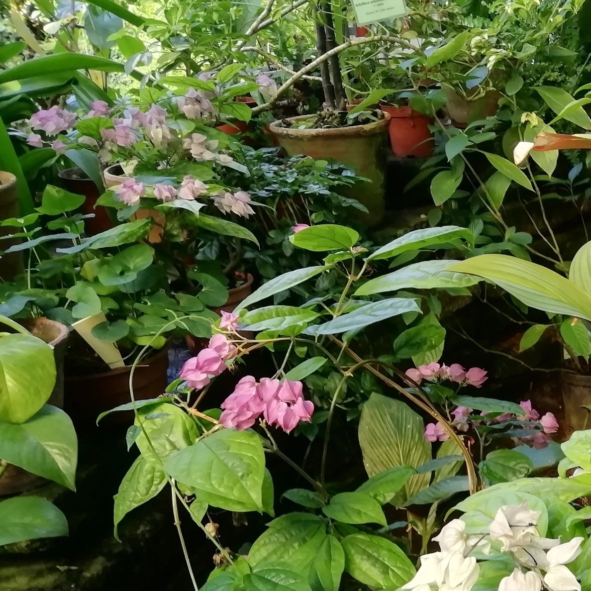 Клеродендрум Томсона (Clerodendrum thomsoniae)