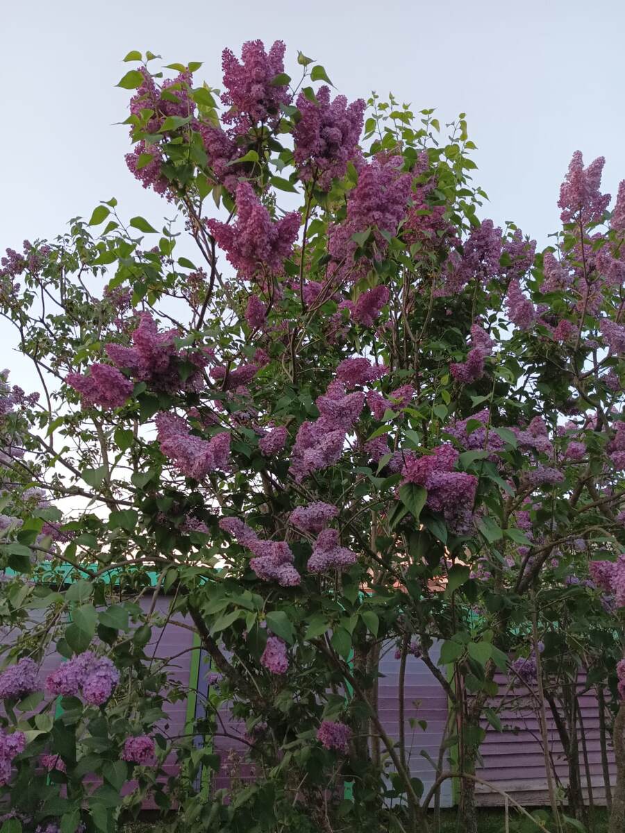 Даже, если ему постоянно говорить о том, как плохо жить на свете, он будет находить максимальное количество хорошего в любых ситуациях.