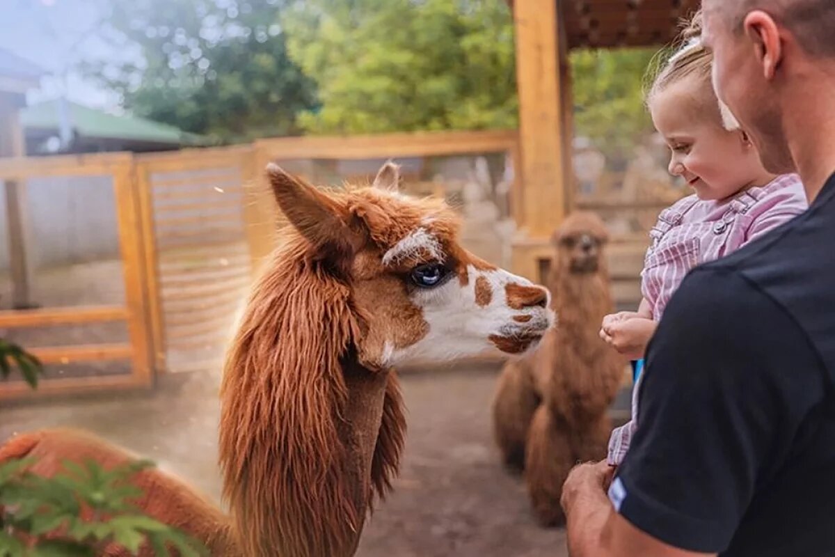    Акулова: количество гостей Московского зоопарка не уменьшилось из-за жары