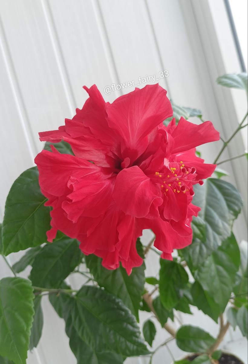 Красный махровый гибискус
