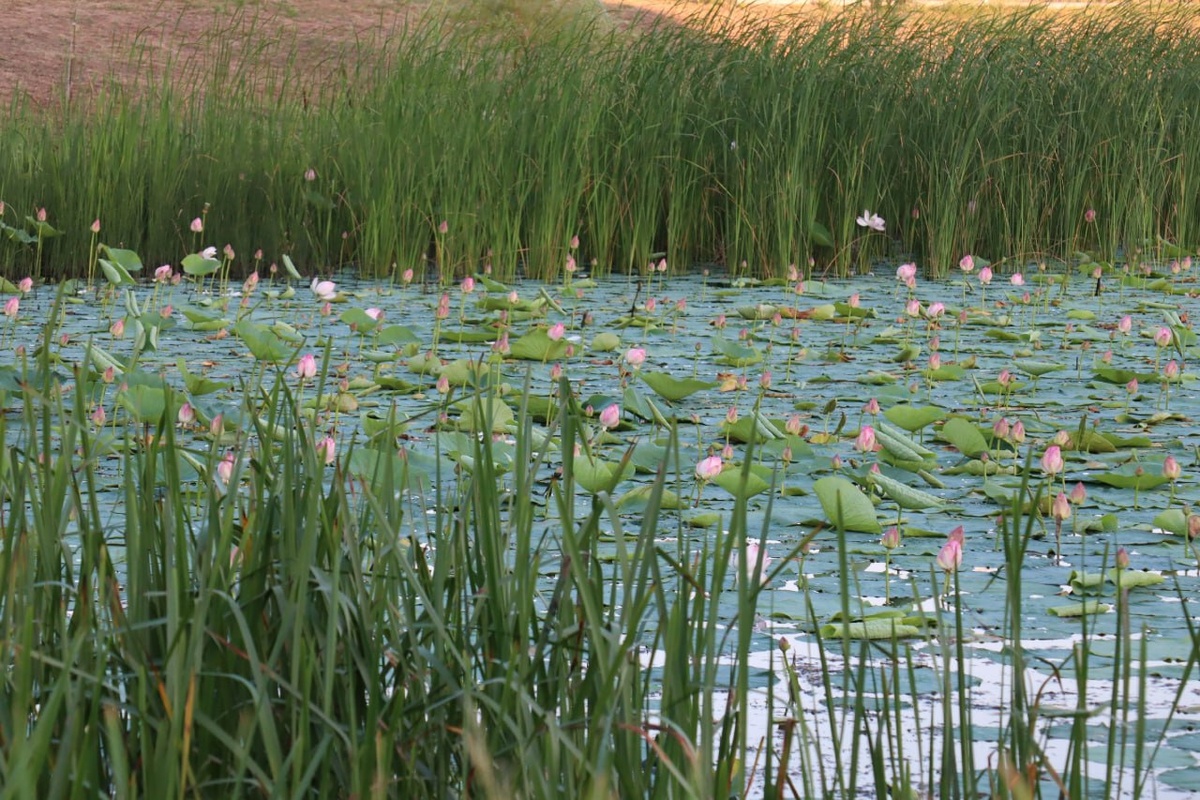    В посёлке имени Жукова Курской области начали распускаться лотосы