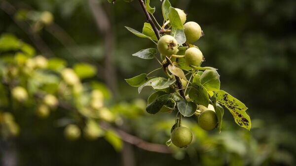    © РИА Новости Крым . Дмитрий Макеев