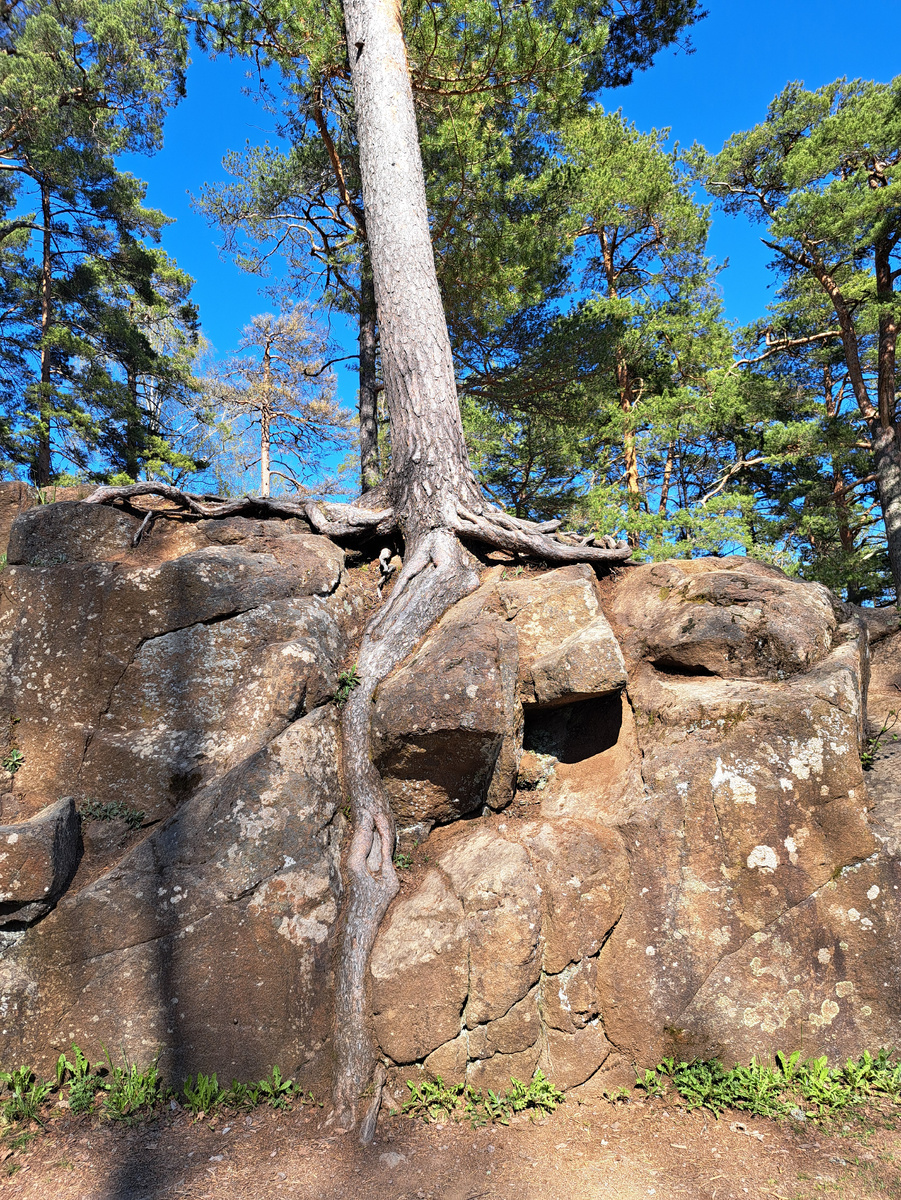 Дерево на скале