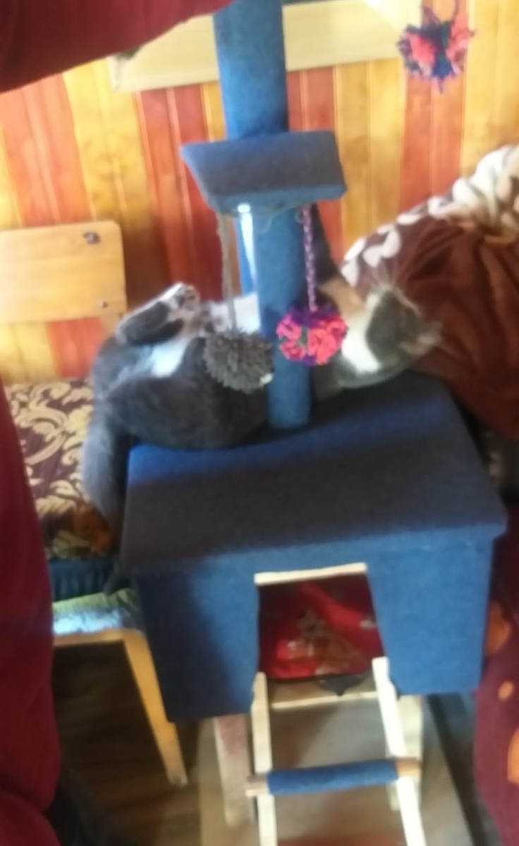 Нефертити играет на домике, который сделал свекор