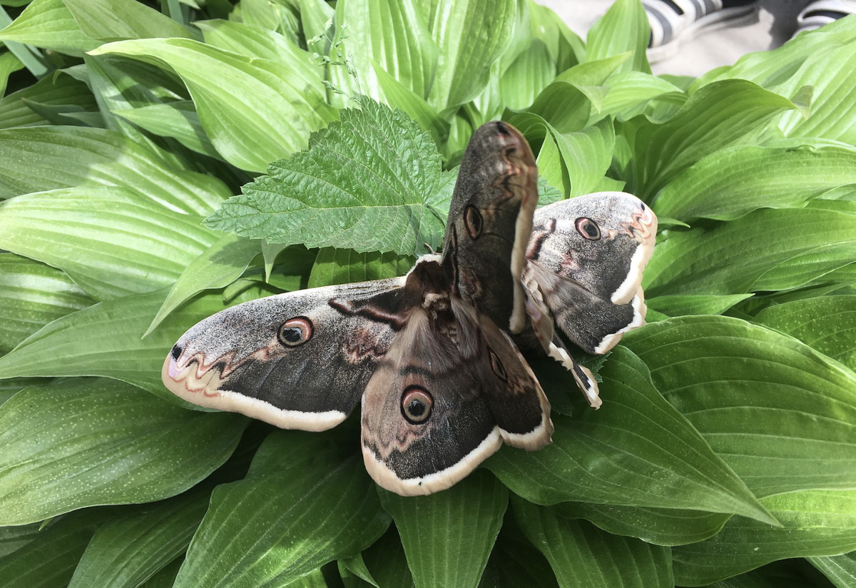 Вот так выглядит грушевая павлиноглазка.