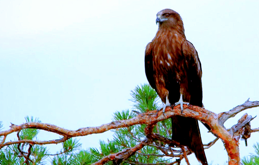 Лат. Milvus migrans, фото: kartinki24.ru