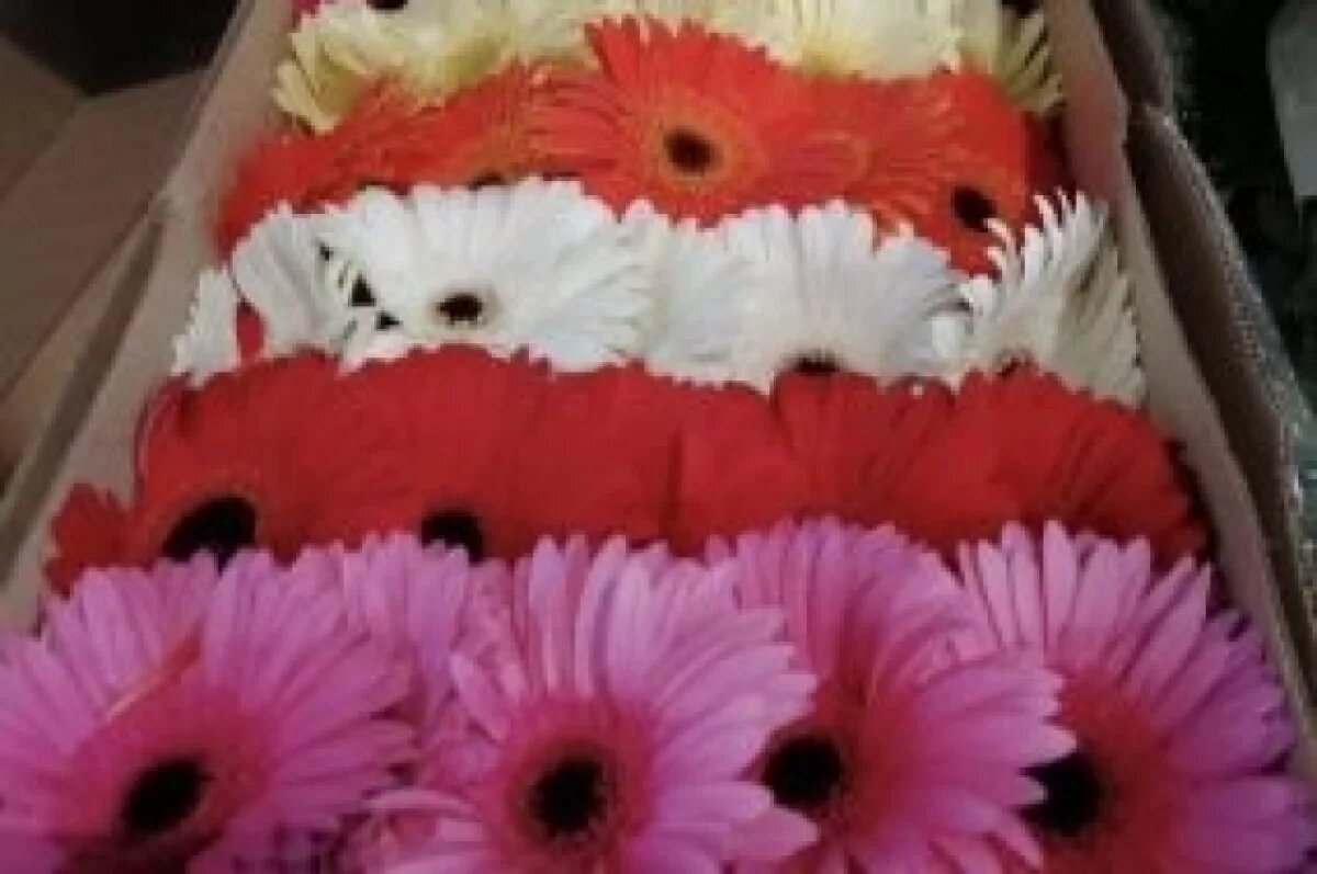    На Камчатку не пустили 300 зараженных опасным вредителем гербер из Армении