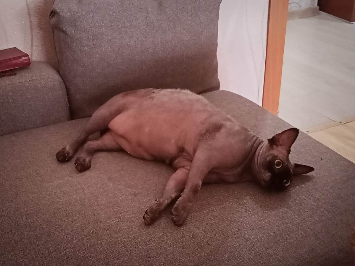 Буся: - Зачем, зачем тебе силовые тренировки?!!