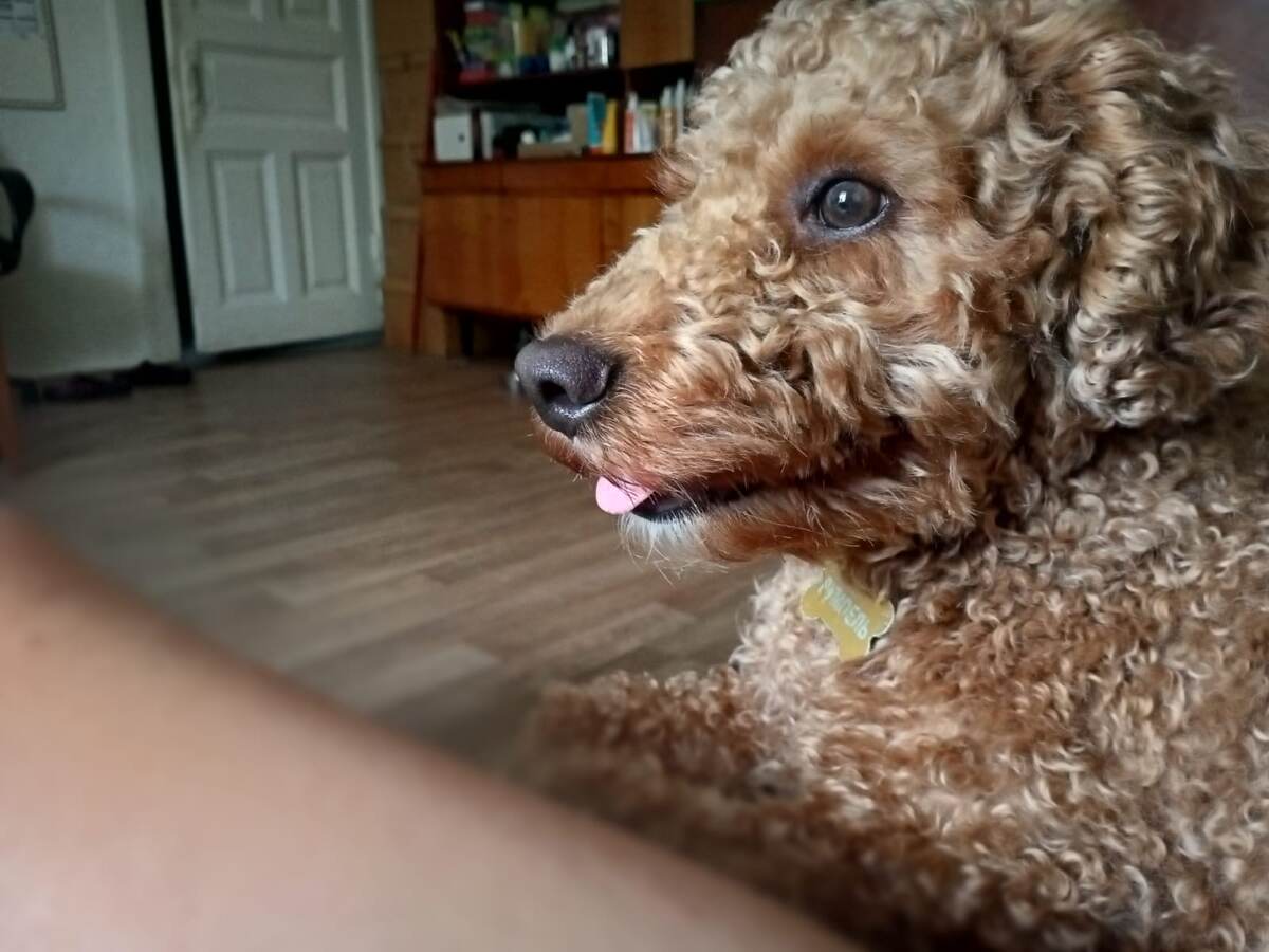 Румпель: - Ничего не понял.