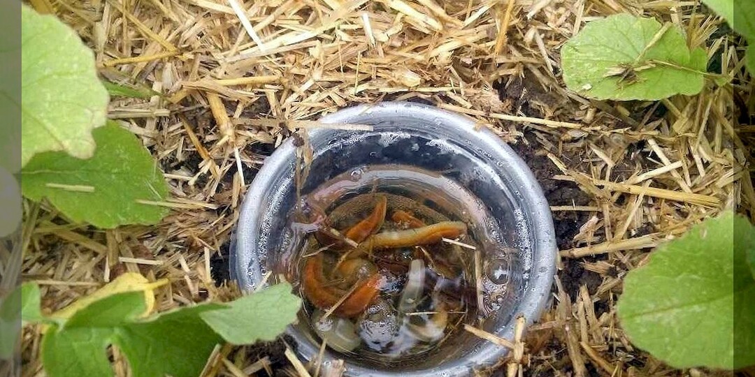 Как быстро избавиться от слизней на участке: эффективная приманка против слизней на основе недорого препарата