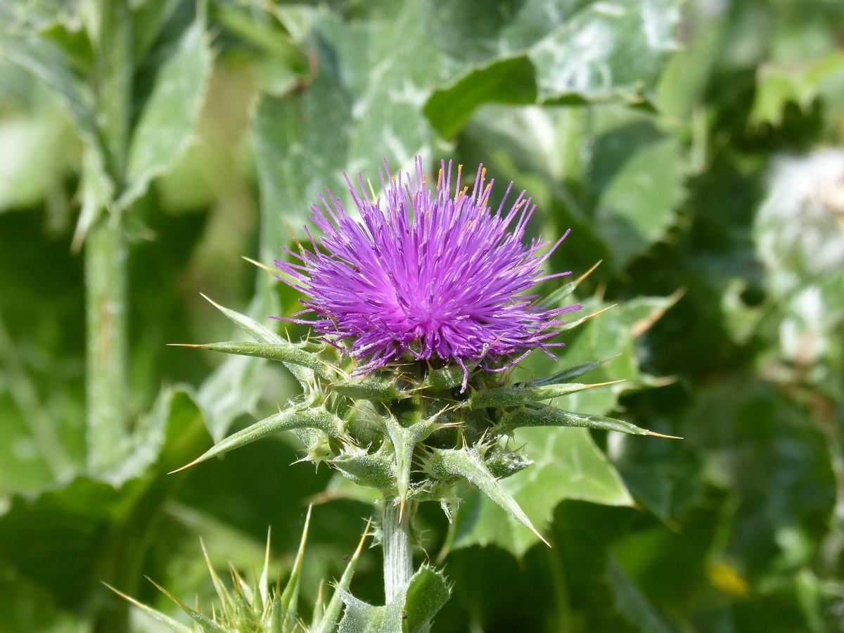    Расторопша — чем она действительно полезна?