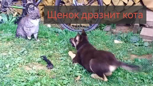 щенок дразнит кота