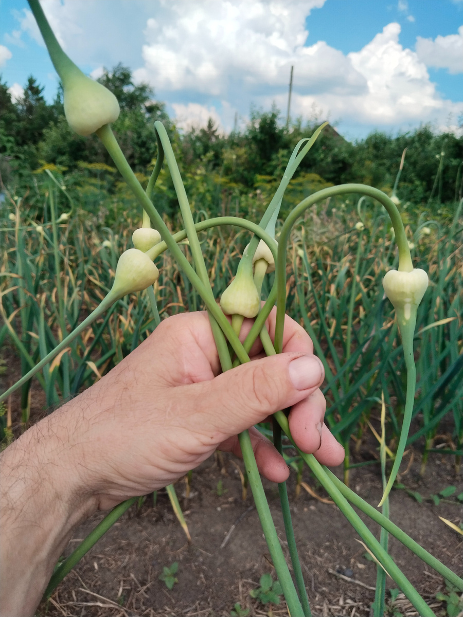 Стрелка еще не распрямилась и оболочка на соцветии не лопнула, но чеснок уже готов к уборке.