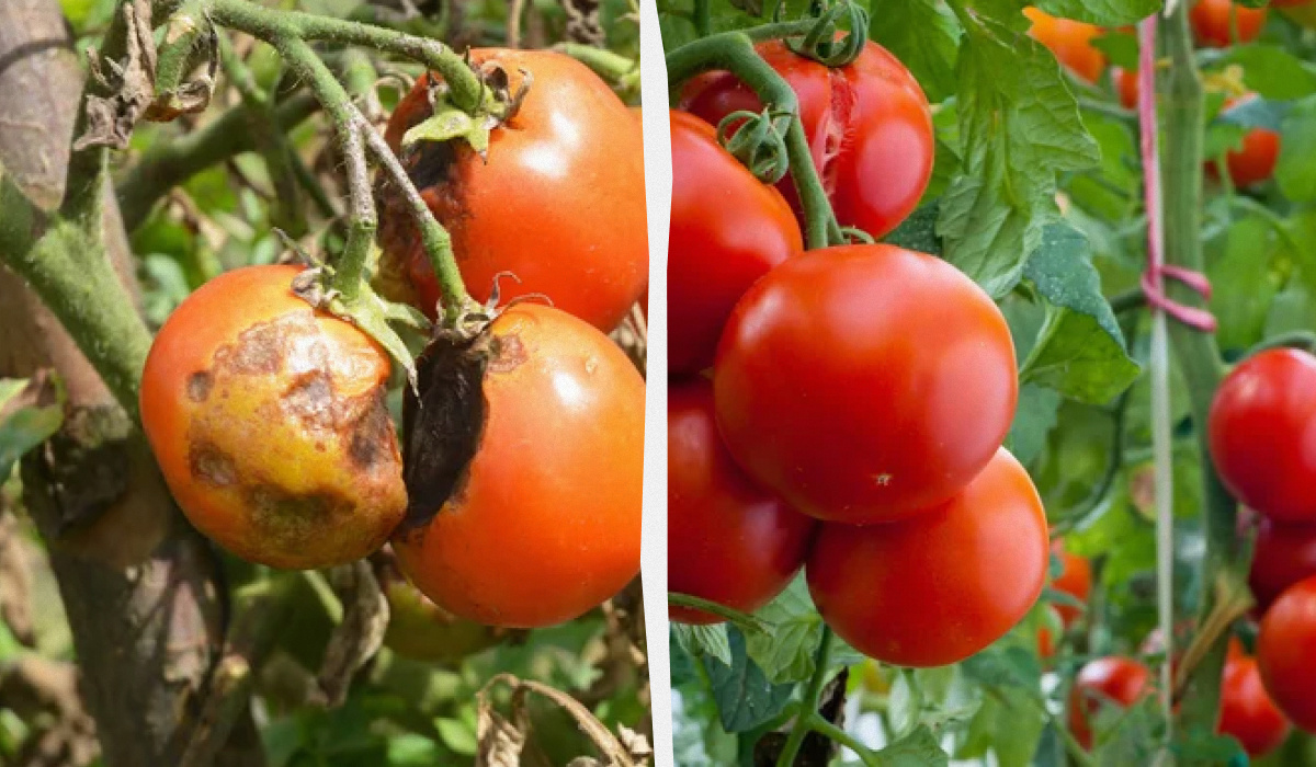 Обработка помидор от фитофторы необходима для богатого урожая и здоровых плодов. Фитофтороз - это грибковое заболевание, возбудитель которого живет в  почве.