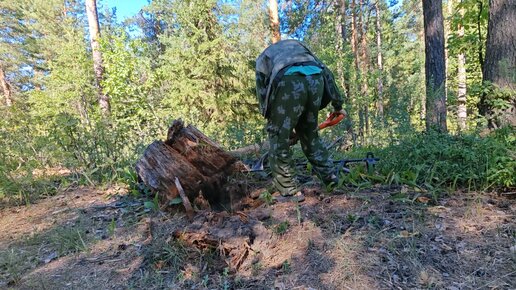 Прямо под трухлявым пеньком наткнулся на цветной сигнал, но там было не то, что я хотел найти.