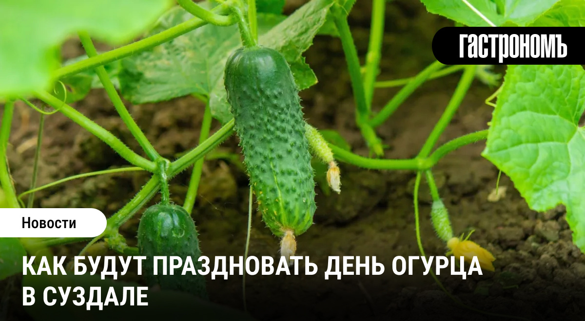 Сегодня в Суздале празднуют День огурца и этот овощ уже стал визитной карточкой города и всей Владимирской области.