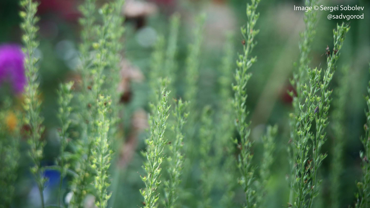 Вероника дубровник (Veronica teucrium). Размышляю, будет ли такой же беспредел этой вероники, если оставлю цветоносы не срезанными?