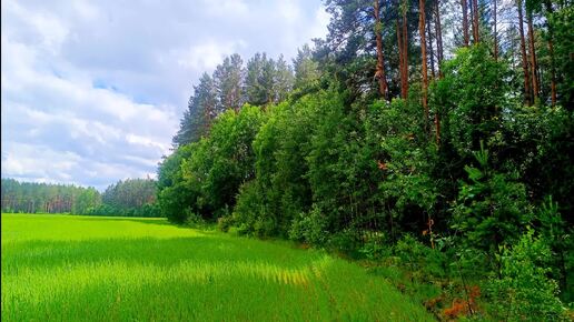 ВЕСЕННЕЕ ПЕНИЕ ПТИЦ В ЛЕСУ ДЛЯ ОТДЫХА И СНА. РАССЛАБЛЯЮЩИЕ ЗВУКИ ПРИРОДЫ. УСПОКАИВАЮЩЕЕ ПЕНИЕ ПТИЦ ДЛЯ СНА