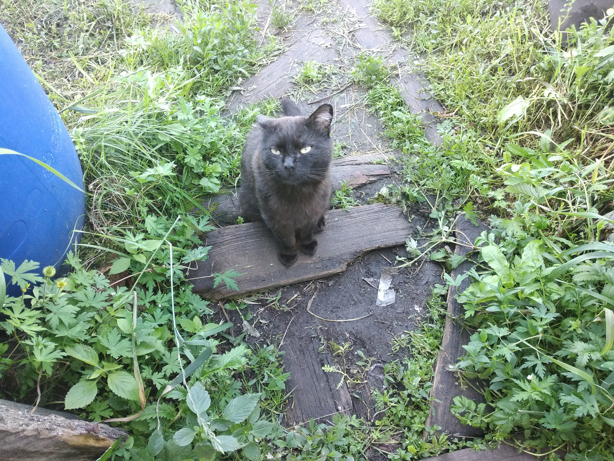 кот Мия подслушивает, гремят ли ложки
