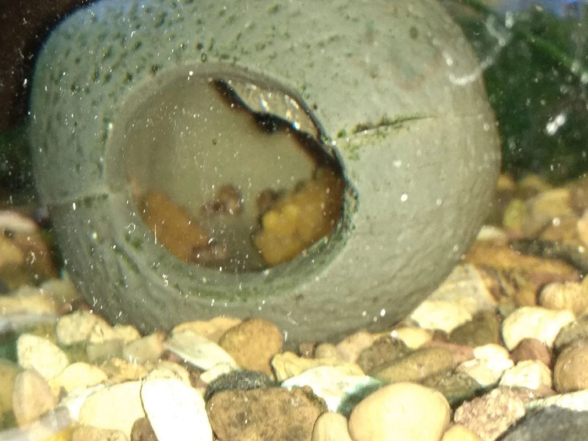 Икра сомиков-анциструсов