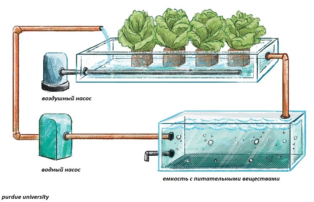 Как устроенна гидропоника
