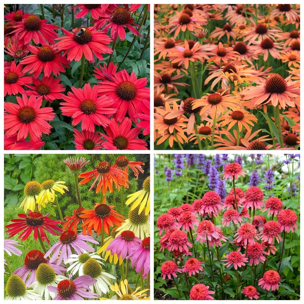 Цвета эхинацеи