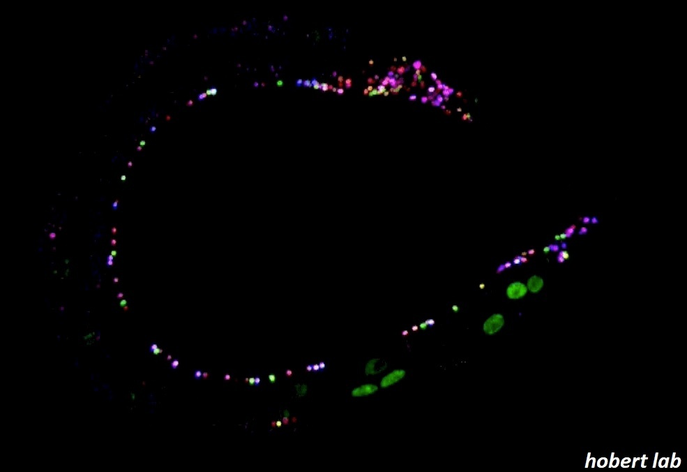 Отображение нейронов червя с помощью многоцветного вестника neuroPAI