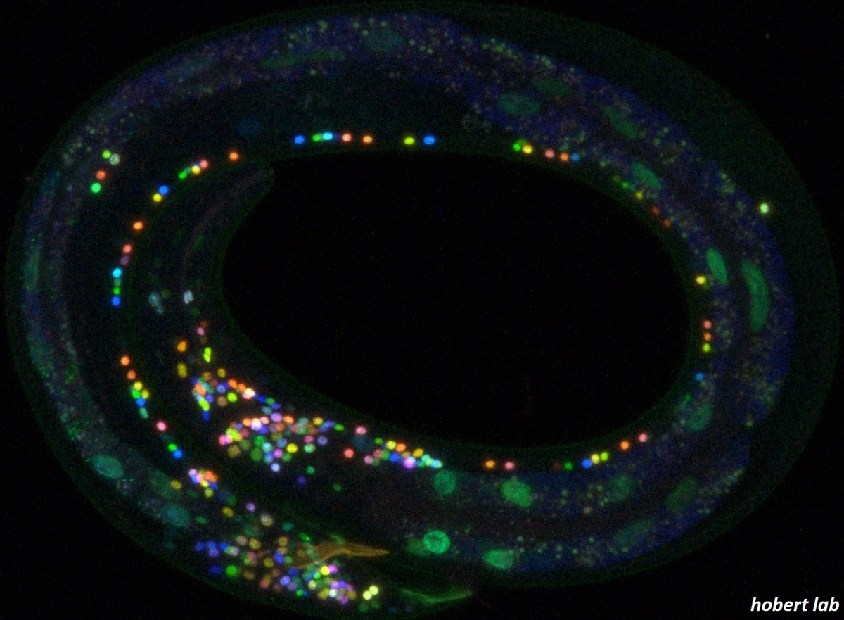 Отображение нейронов червя с помощью многоцветного вестника neuroPAI