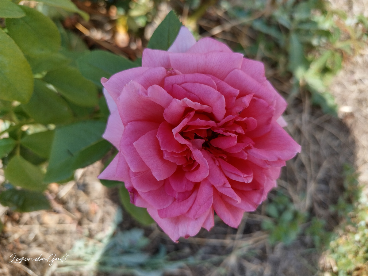 Старая розочка