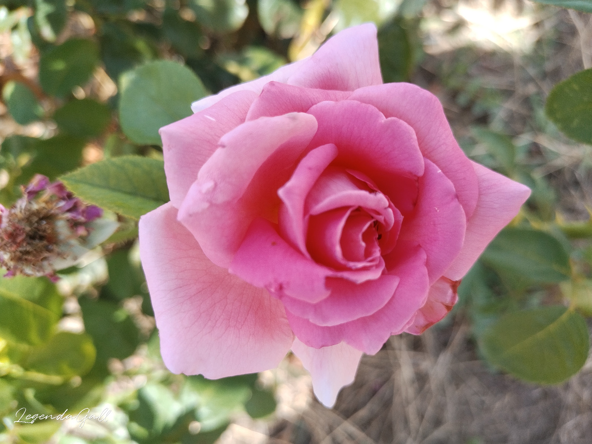 Молодая. С капелькой после полива