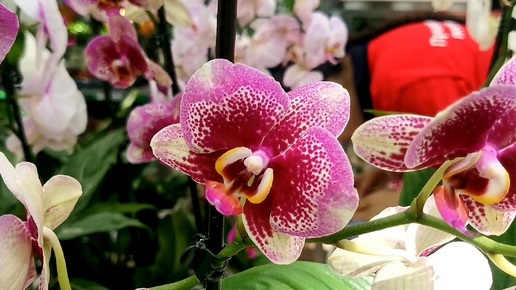 Большой завоз орхидей в магазине Бауцентр г. Омск.