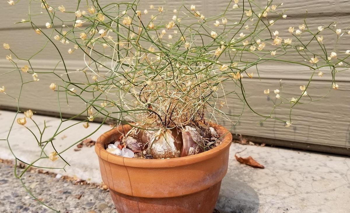 Схизобазис