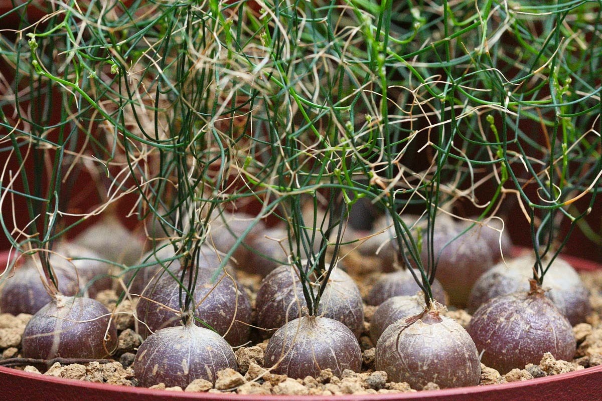 схизобазис