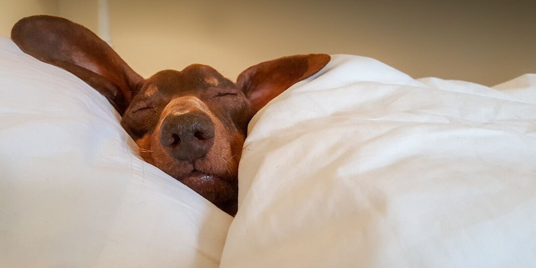 Как отучить собаку спать на кровати: эффективные методы и советы?